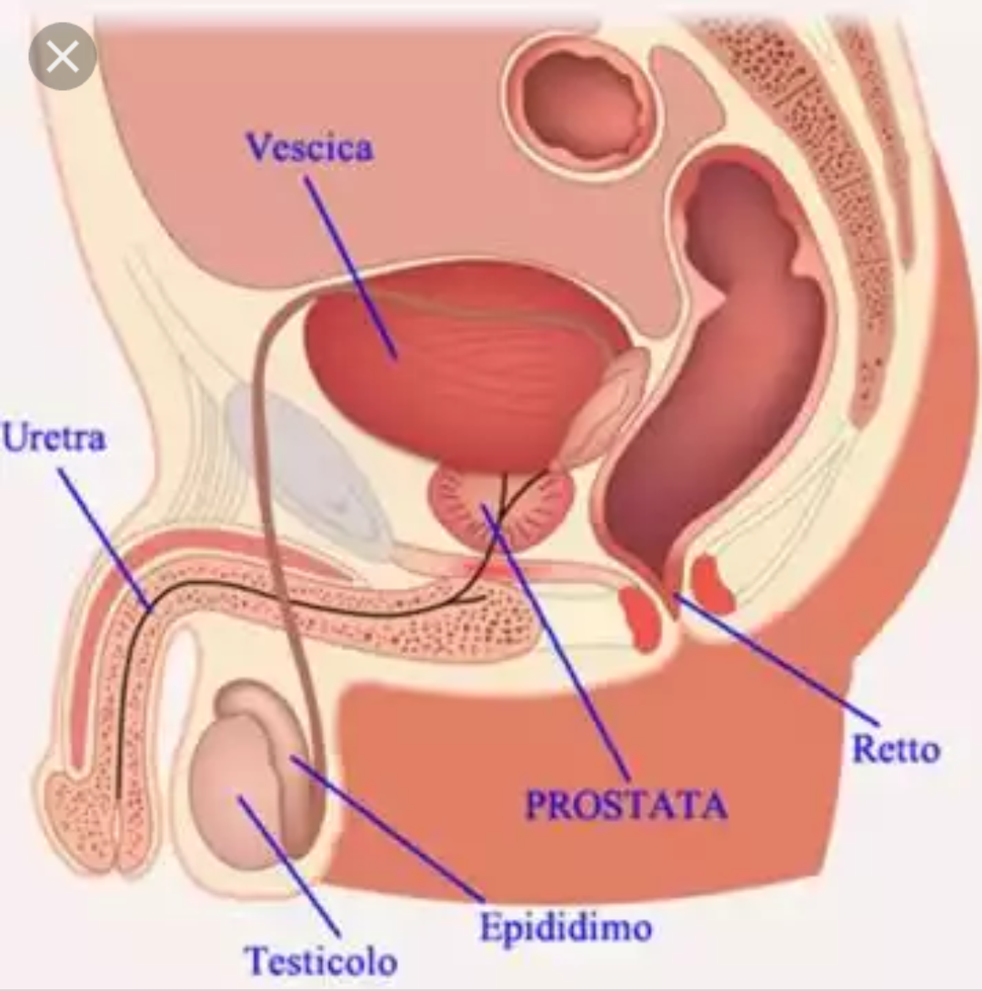 la prostata è)